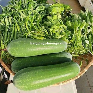 20 Hạt - Hạt Giống Bí Đao Chanh F1 Phương Nam