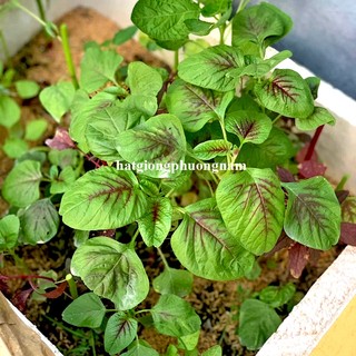 20 Gram - Hạt Giống  Rau  Dền Phương Nam