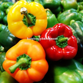 40 Hạt - Hạt Giống Ớt Chuông Phương Nam