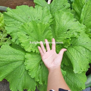 20 Gram - Hạt Giống Cải Xanh Phương Nam