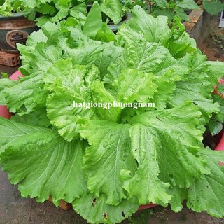 20 Gram - Hạt Giống Cải Xanh Phương Nam