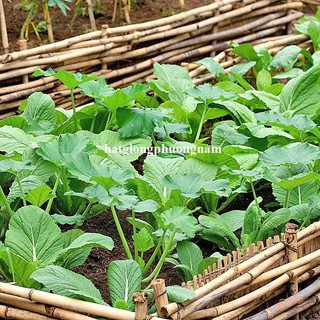 20 Gram - Hạt Giống Cải Xanh Phương Nam