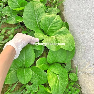 20 Gram - Hạt Giống Cải Xanh Phương Nam