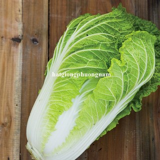 0,5 Gram - Hạt Giống Cải Thảo Phương Nam
