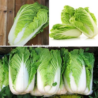 0,5 Gram - Hạt Giống Cải Thảo Phương Nam