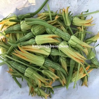 10 Hạt - Hạt Giống Bí Nụ Phương Nam