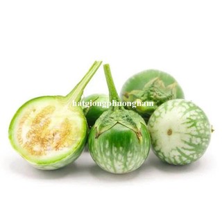 1 Gram - Hạt Giống Cà Dĩa Sọc Xanh Phương Nam