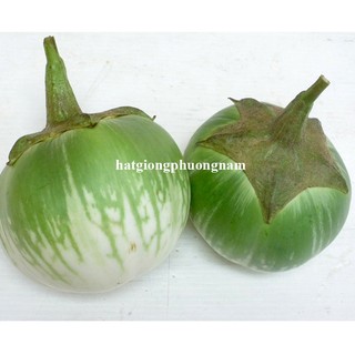 1 Gram - Hạt Giống Cà Dĩa Sọc Xanh Phương Nam