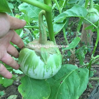 1 Gram - Hạt Giống Cà Dĩa Sọc Xanh Phương Nam
