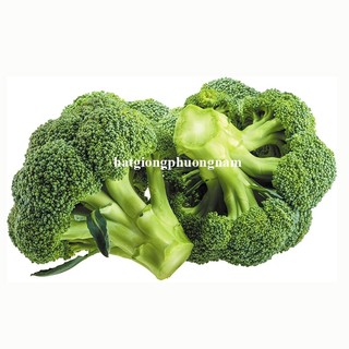 0,5 Gram - Hạt Giống Súp Lơ Xanh Phương Nam
