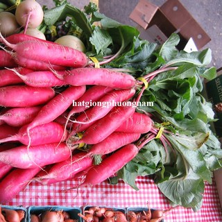 2gr - Hạt Giống Củ Cải Đỏ Dài Phương Nam