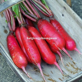 2gr - Hạt Giống Củ Cải Đỏ Dài Phương Nam