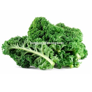 1 Gram - Hạt Giống Cải Kale Siêu Xoăn Lùn 40 Cm Phương Nam