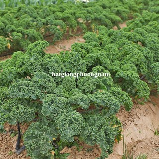 1 Gram - Hạt Giống Cải Kale Siêu Xoăn Lùn 40 Cm Phương Nam