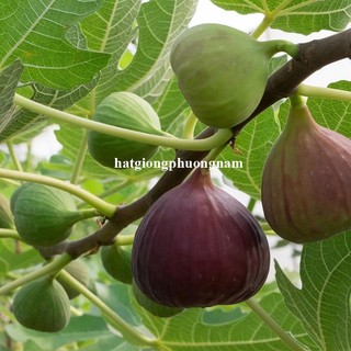 5h - Hạt Giống Sung Mỹ Phương Nam