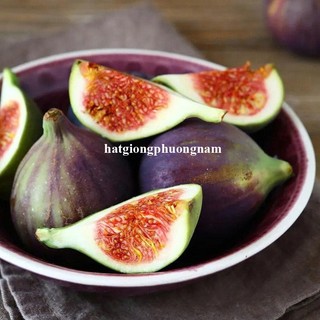 5h - Hạt Giống Sung Mỹ Phương Nam