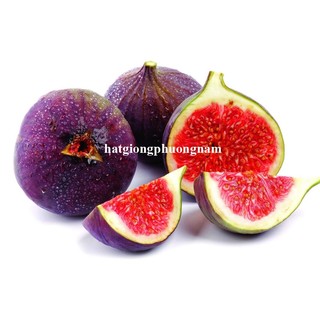 5h - Hạt Giống Sung Mỹ Phương Nam