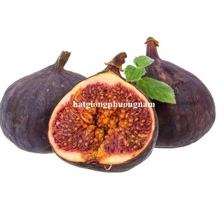 5h - Hạt Giống Sung Mỹ Phương Nam