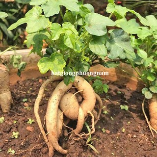 0.5 Gram - Hạt Giống Sâm Bố Chính Phương Nam