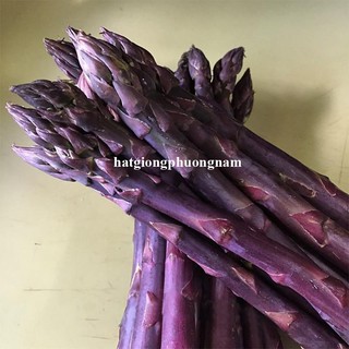 5h - Hạt Giống Măng Tây Tím F1 Phương Nam