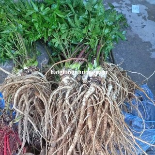 0.5 Gram - Hạt Giống Sâm Đương Quy Phương Nam