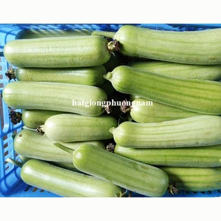 5 Hạt - Hạt Giống Mướp Cẩm Châu F1 Phương Nam