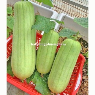 5 Hạt - Hạt Giống Mướp Cẩm Châu F1 Phương Nam