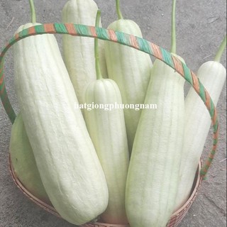 5 Hạt - Hạt Giống Mướp Cẩm Châu F1 Phương Nam
