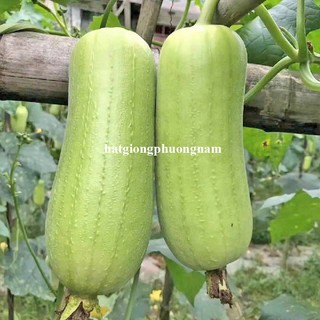 5 Hạt - Hạt Giống Mướp Cẩm Châu F1 Phương Nam