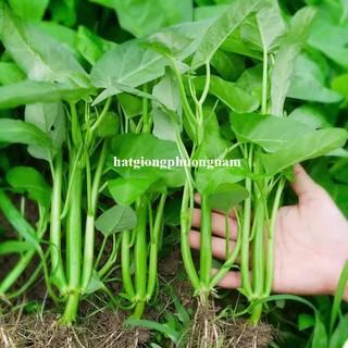 5 Gram - Hạt Giống Rau Muống Ba Chạc /Siêu Ngọn /Lá Tre Thái Phương Nam