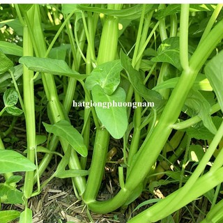 5 Gram - Hạt Giống Rau Muống Ba Chạc /Siêu Ngọn /Lá Tre Thái Phương Nam