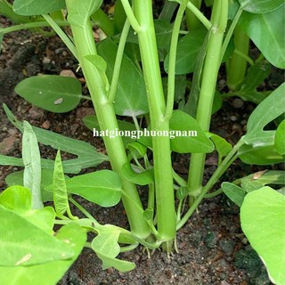 5 Gram - Hạt Giống Rau Muống Ba Chạc /Siêu Ngọn /Lá Tre Thái Phương Nam