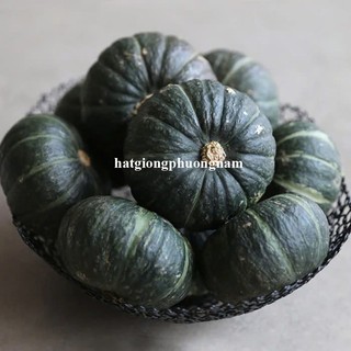 5 Hạt - Hạt Giống Bí Mini Hạt Dẻ F1 Phương Nam