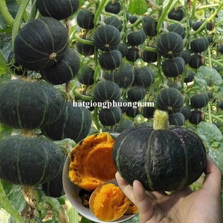5 Hạt - Hạt Giống Bí Mini Hạt Dẻ F1 Phương Nam