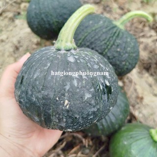 5 Hạt - Hạt Giống Bí Mini Hạt Dẻ F1 Phương Nam