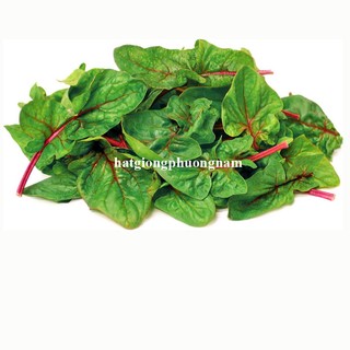 0,5 Gram - Hạt Giống Cải Bó Xôi Đỏ Chịu Nhiệt Cây To F1 Phương Nam