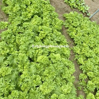100 Hạt - Hạt Giống Cải Mù Tạt Wasabi Phương Nam