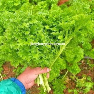 100 Hạt - Hạt Giống Cải Mù Tạt Wasabi Phương Nam