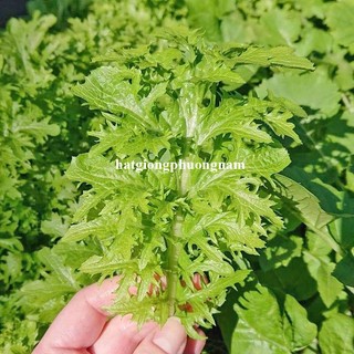 100 Hạt - Hạt Giống Cải Mù Tạt Wasabi Phương Nam
