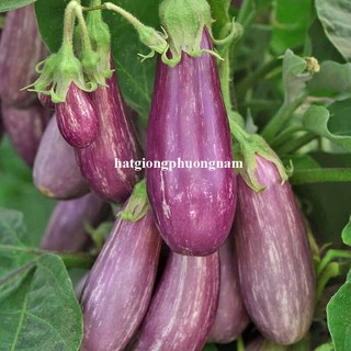 50 Hạt - Hạt Giống Cà Tím Sọc Trắng Phương Nam