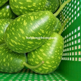 5 Hạt - Hạt Giống Bầu Yalong F1 Đài Loan Phương Nam