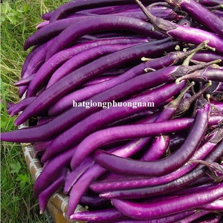 20 Hạt - Hạt Giống Cà Tím Siêu Dài 50 - 60 Cm Phương Nam