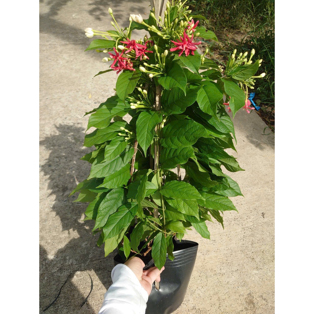 Chậu Cây Sử Quân Tử (Trang Leo) Size Lớn cao 40-80cm - cây hoa nở quanh năm - cây leo