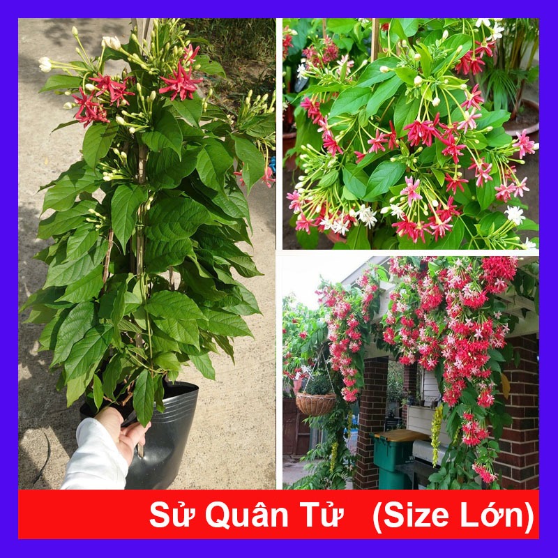 Chậu Cây Sử Quân Tử (Trang Leo) Size Lớn cao 40-80cm - cây hoa nở quanh năm - cây leo
