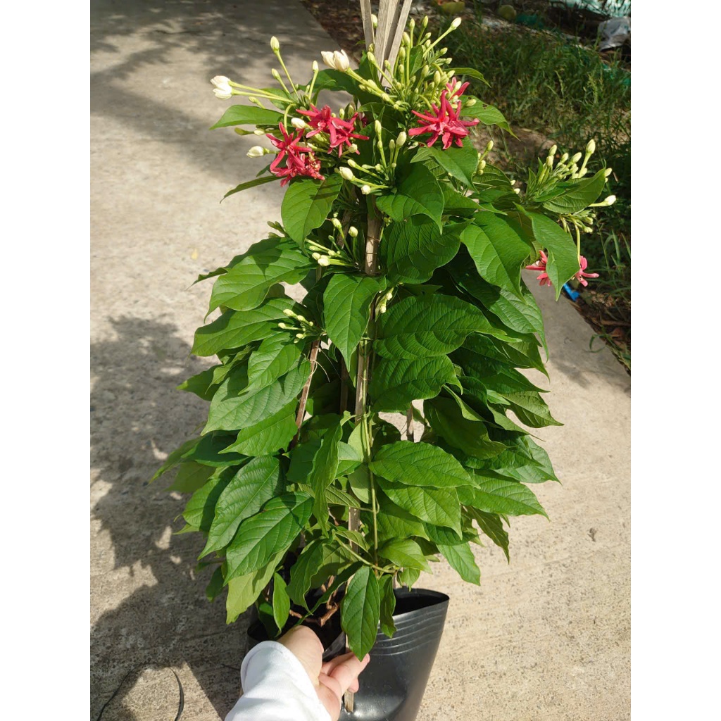 Chậu Cây Sử Quân Tử (Trang Leo) Size Lớn cao 40-80cm - cây hoa nở quanh năm - cây leo