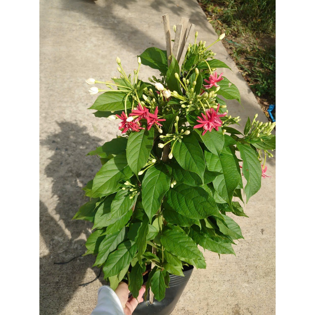 Chậu Cây Sử Quân Tử (Trang Leo) Size Lớn cao 40-80cm - cây hoa nở quanh năm - cây leo
