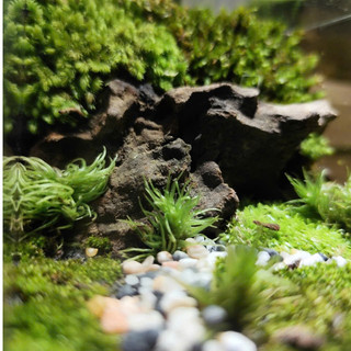 Terrarium Phong Thủy " Huyền Thảo Bình An " quà tặng bạn gái ý nghĩa ( Có Hỏa Tốc )