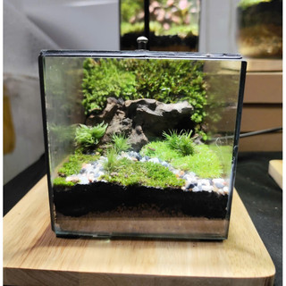 Terrarium Phong Thủy " Huyền Thảo Bình An " quà tặng bạn gái ý nghĩa ( Có Hỏa Tốc )