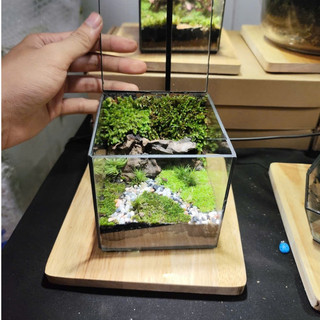 Terrarium Phong Thủy " Huyền Thảo Bình An " quà tặng bạn gái ý nghĩa ( Có Hỏa Tốc )