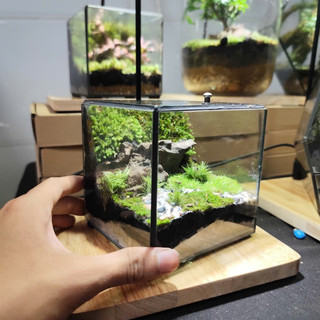 Terrarium Phong Thủy " Huyền Thảo Bình An " quà tặng bạn gái ý nghĩa ( Có Hỏa Tốc )